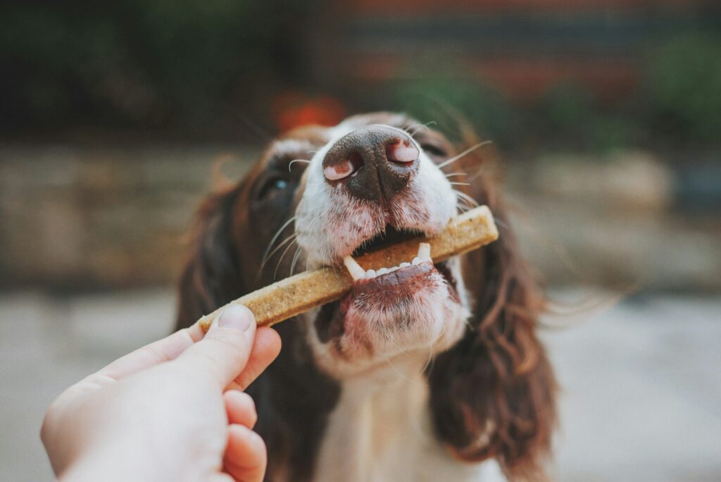 pet treats